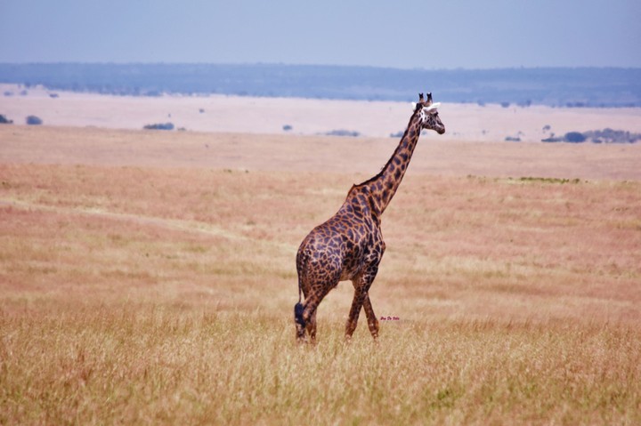 Beautiful masai mara
