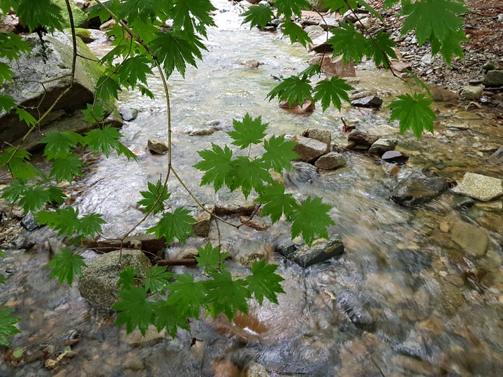 maple & cool brook
