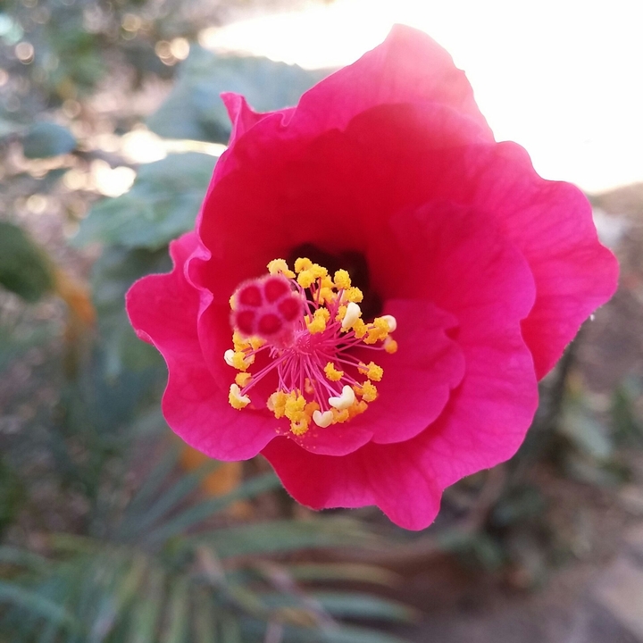 flower