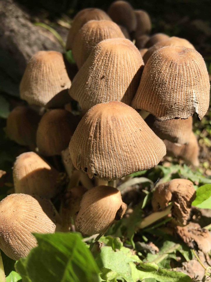 fungus
