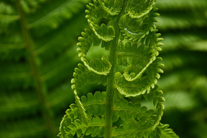 Fern?