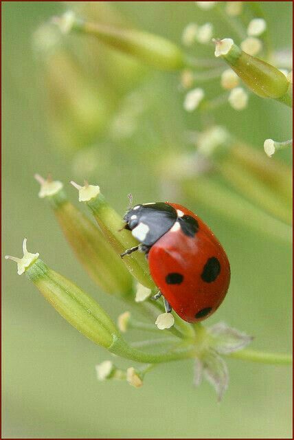 ladybird