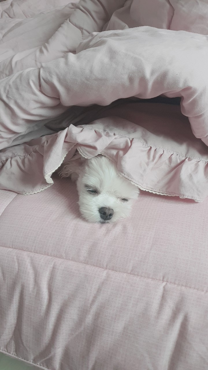강아지
