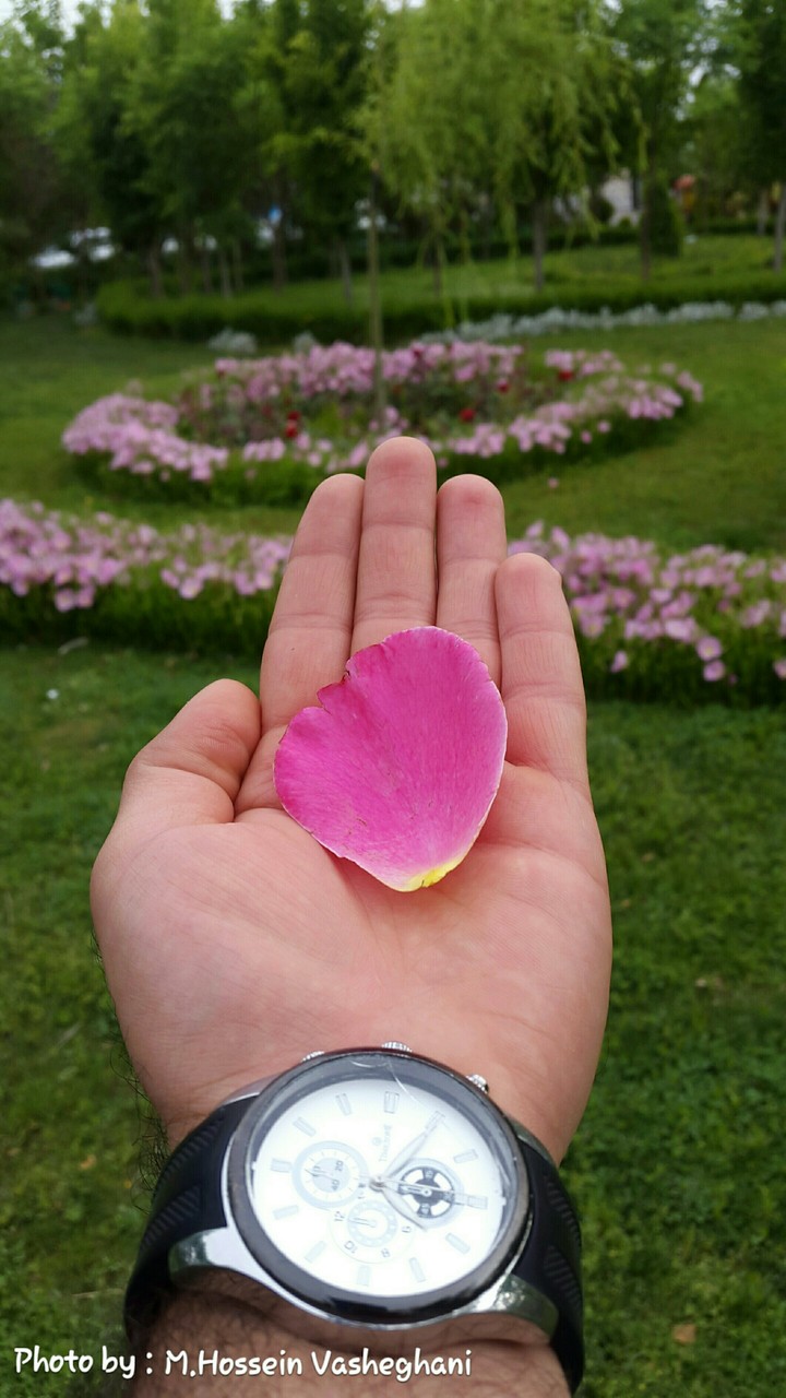 Flowers are always beautiful !!!