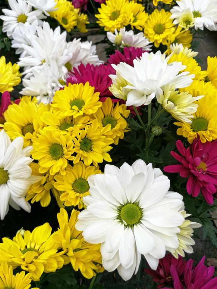 Blumen