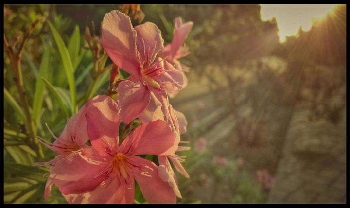 Cinematic Flowers