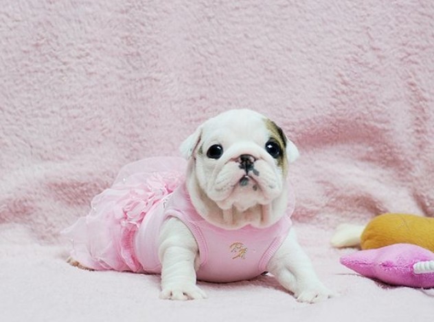 puppy
