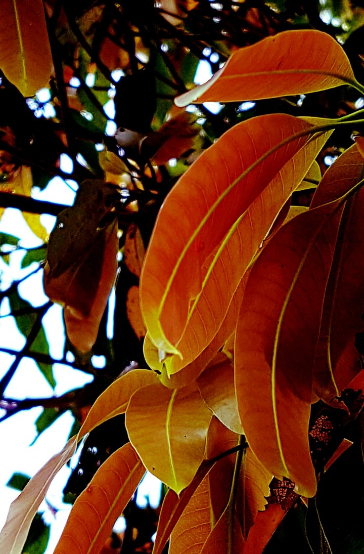 Mango leafe