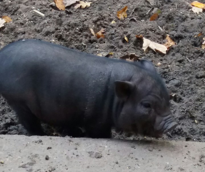 Hängebauchschwein Baby