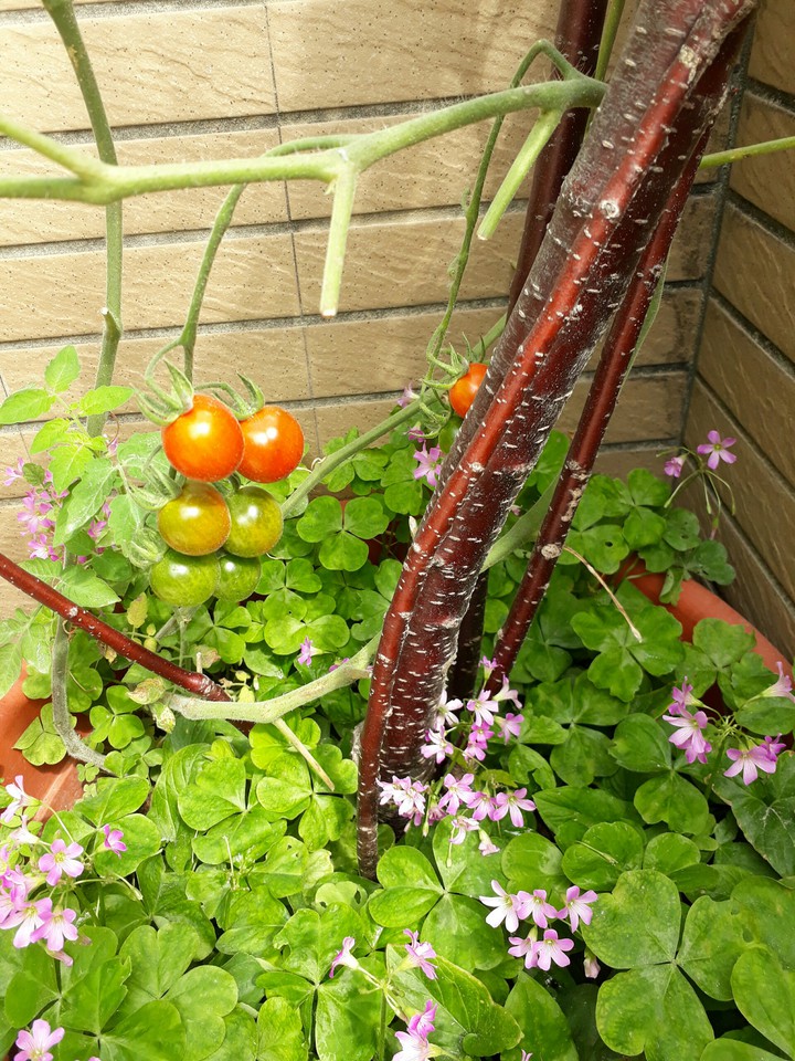tomato 番茄