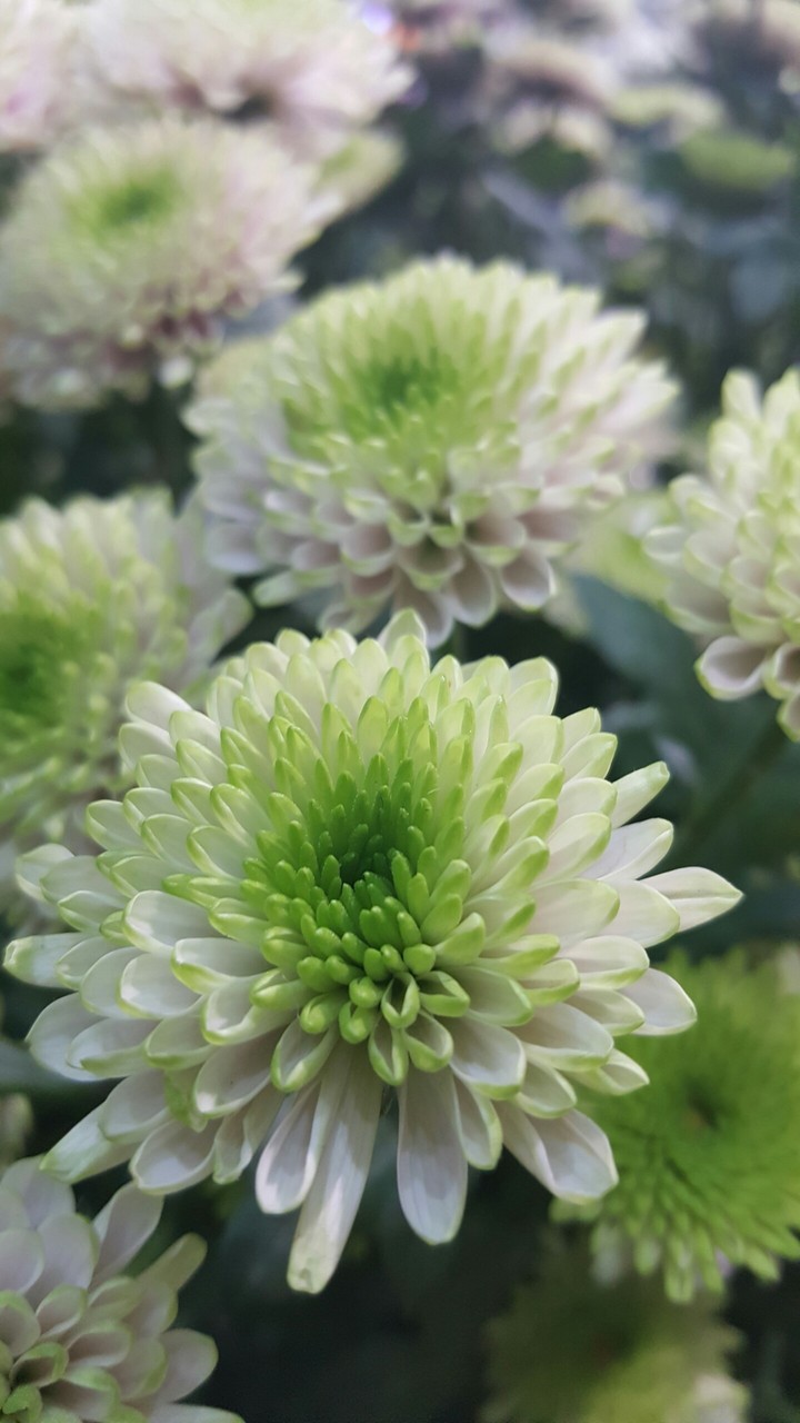 green flower