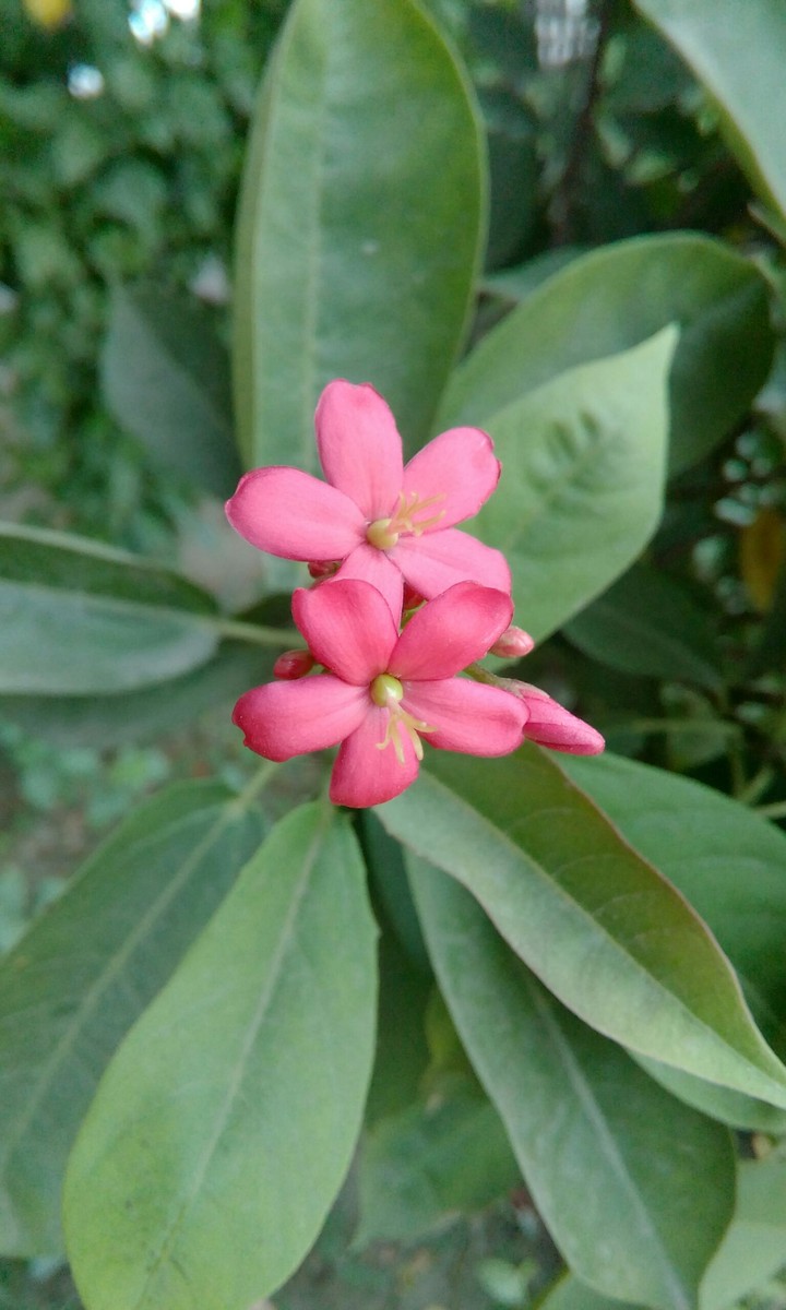 flower family