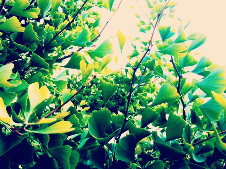 ginko