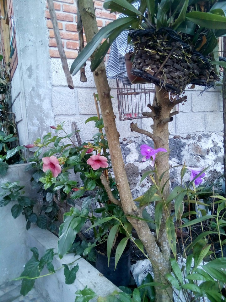 belleza