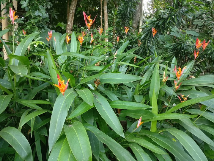flowers