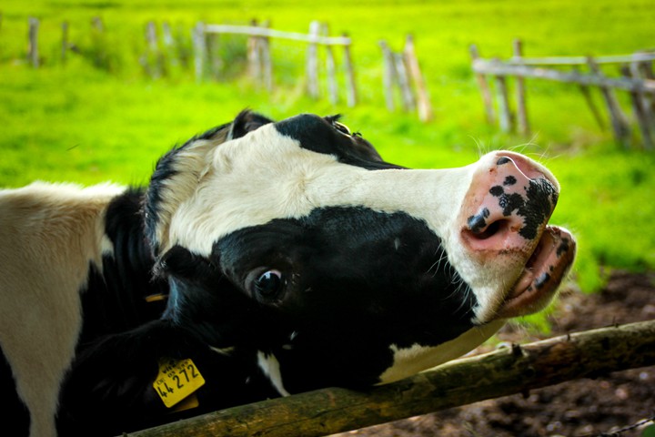 Cow
