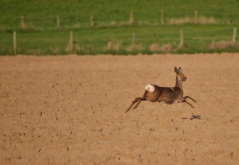 шпалери wildlife, Antelope