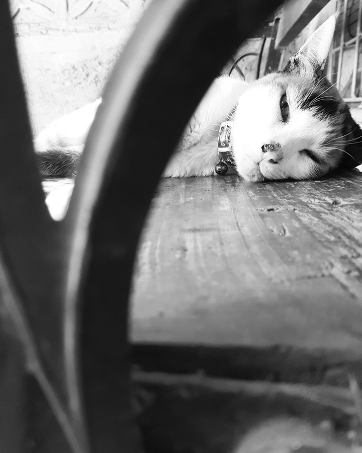 My cat