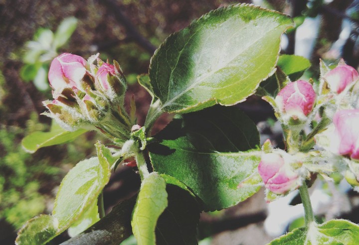 appletree