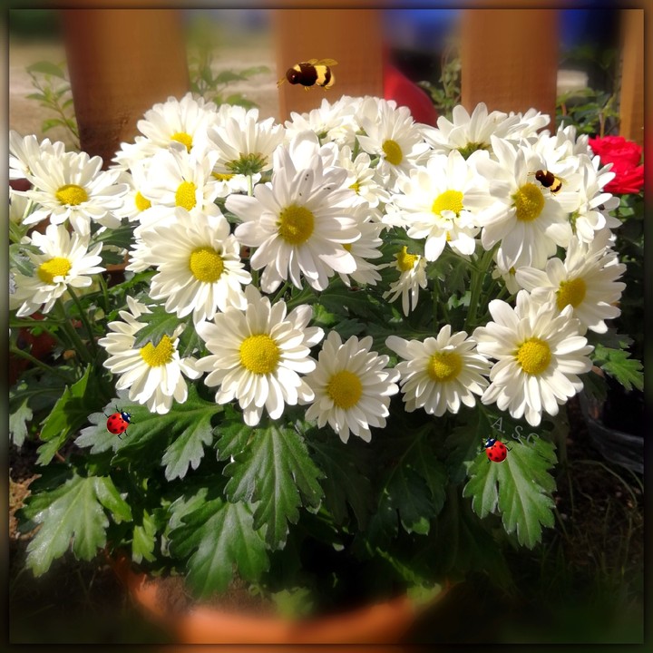 chrysantemen