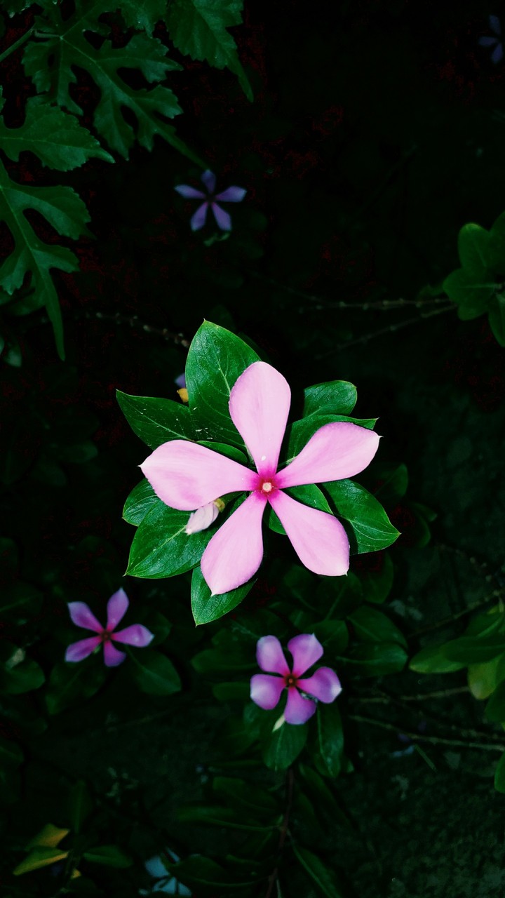 Flower