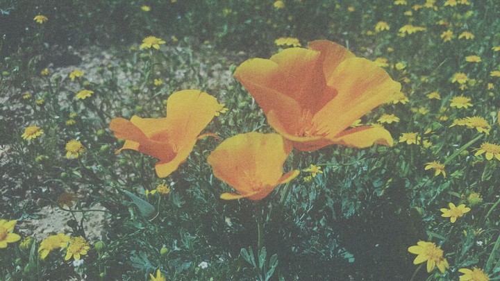 Poppys