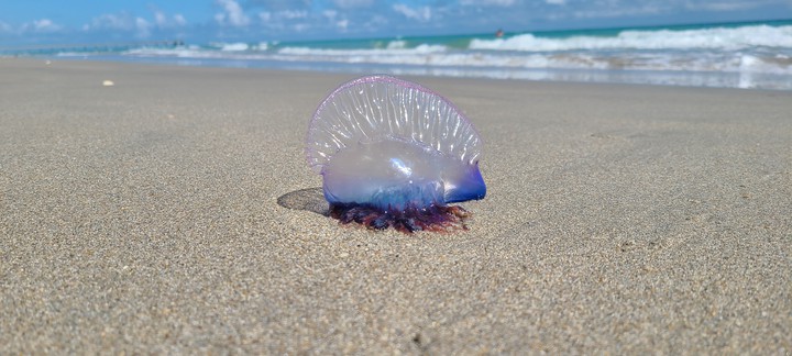 Man-of-war