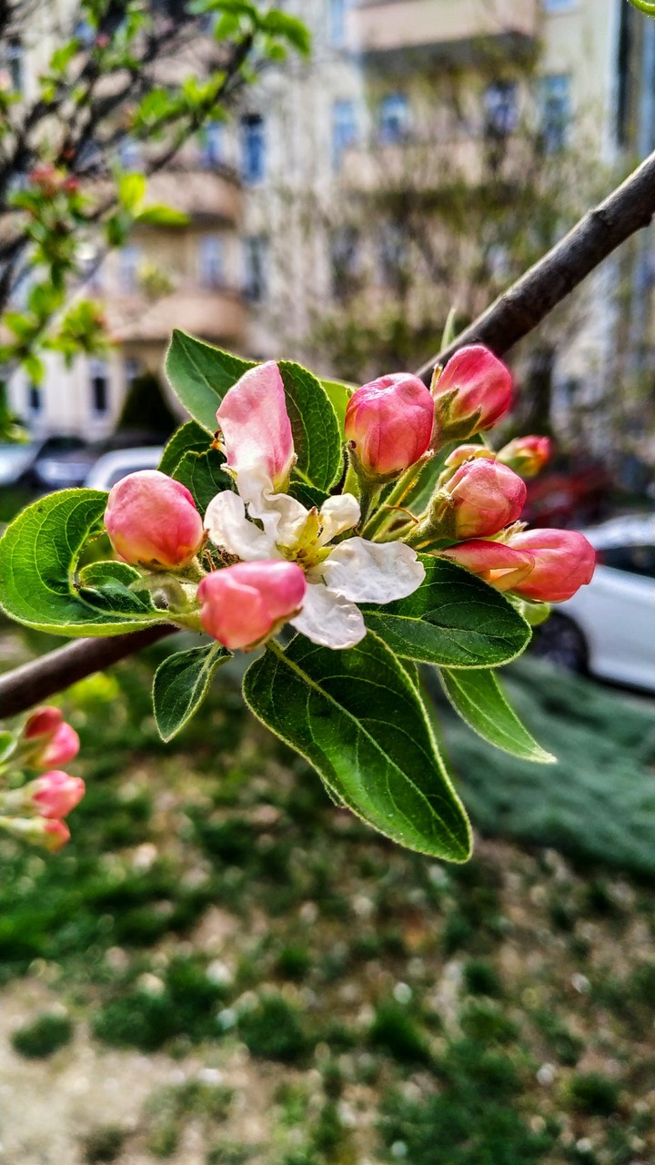 Spring