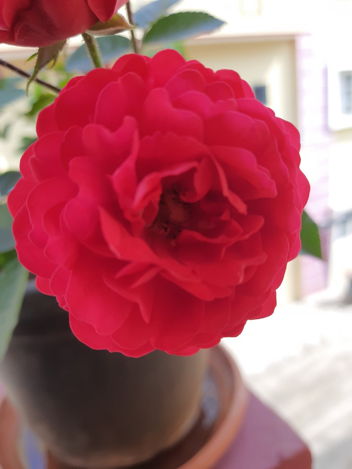 Red Rose