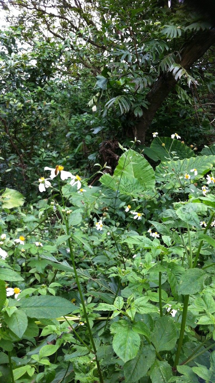 Mountain Flowers