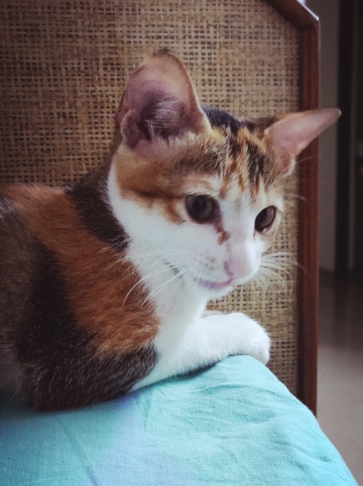 cat