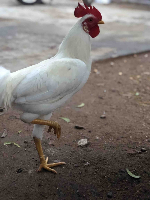 hen