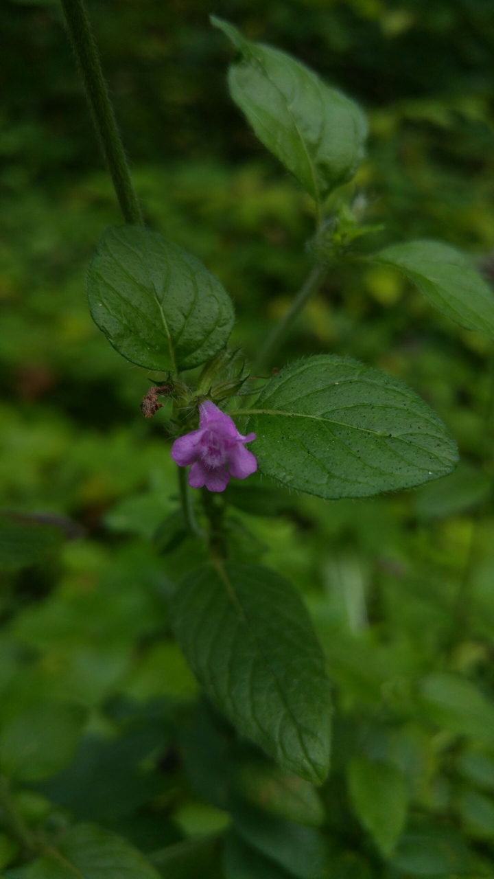 forest flower 3