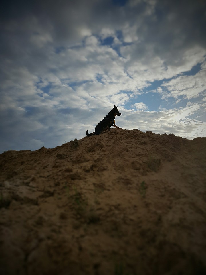 My dog Linda