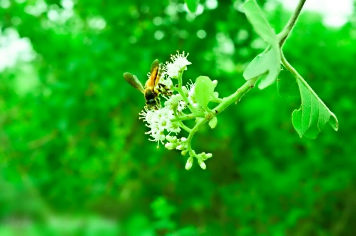nature