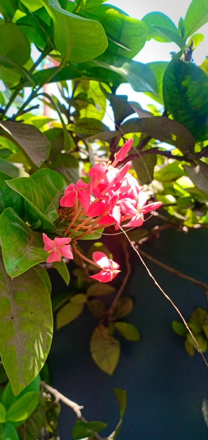 morning snap