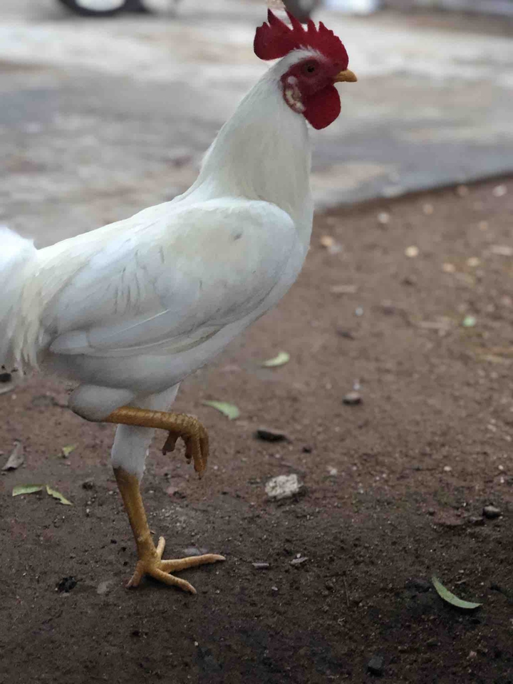 hen