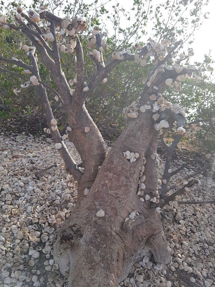 Sénégal #arbre#voeux
