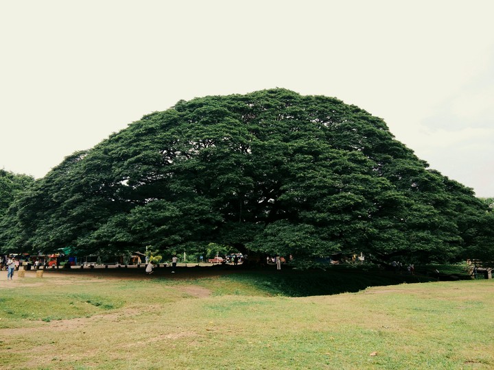 big tree