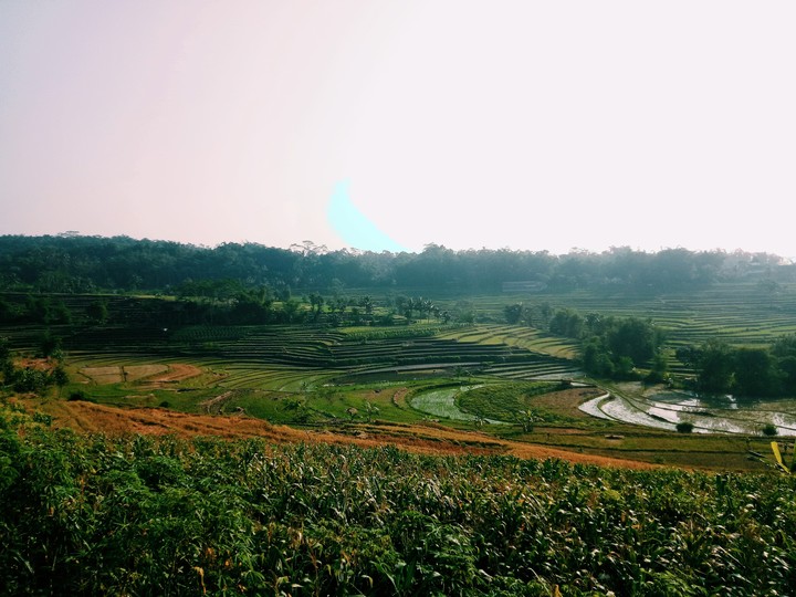 rice field