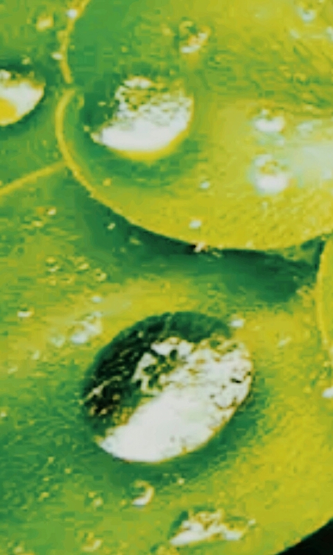gotas