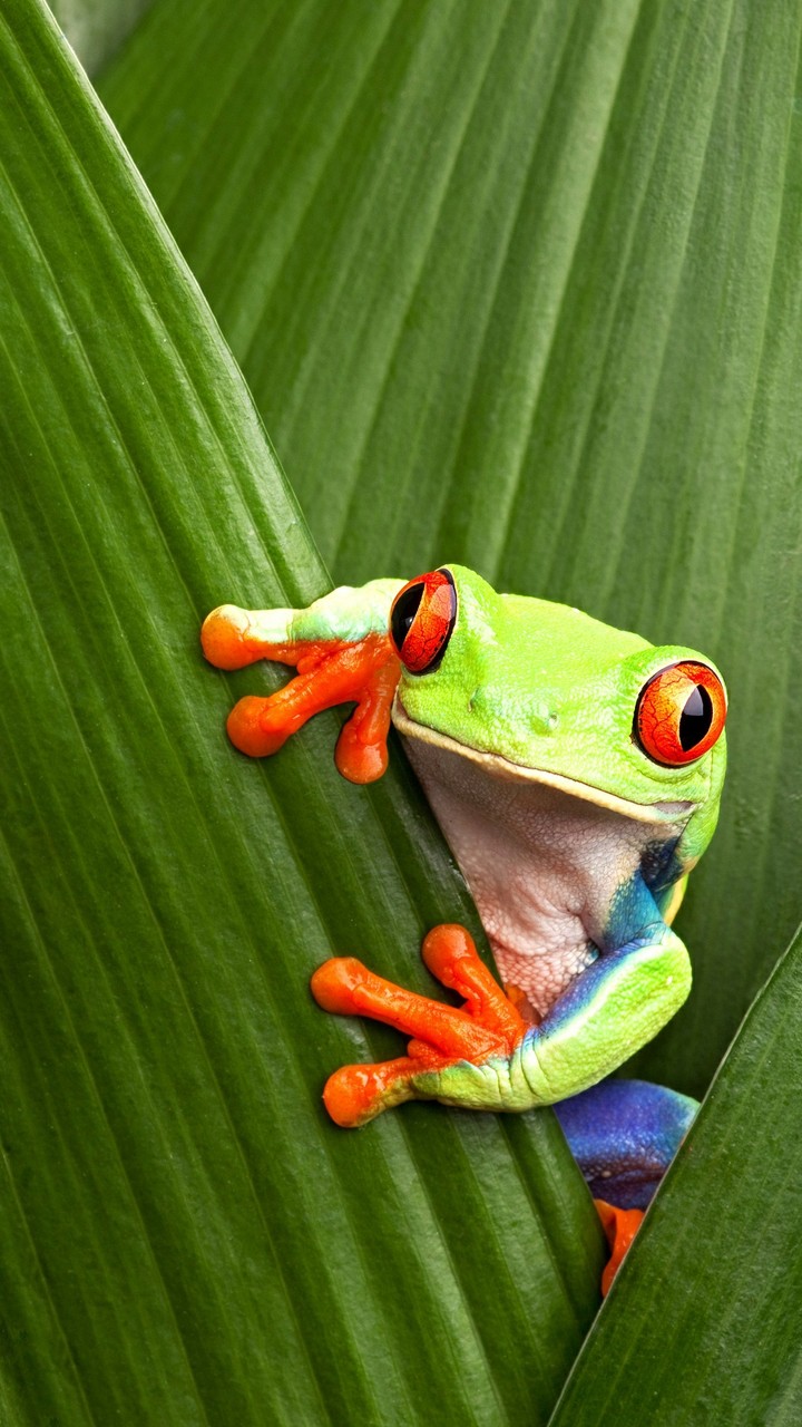 SMART FROG
