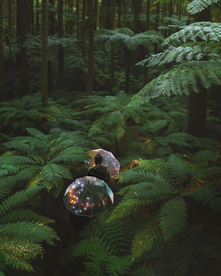 Green Forrest