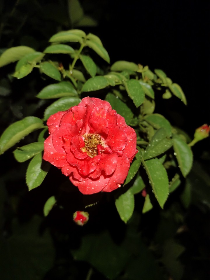 Rose Red