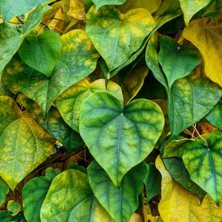 Autumn leaves