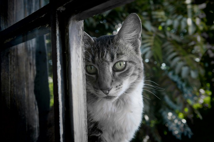 A cat in the window...