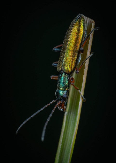 обои pest, insect