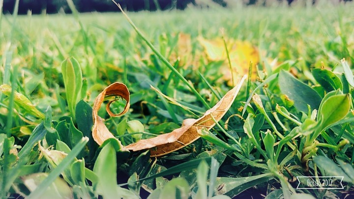 Fall leaf