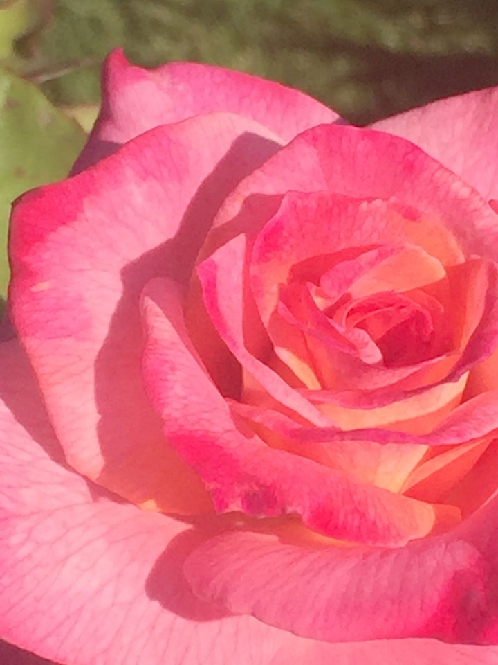 pink rose