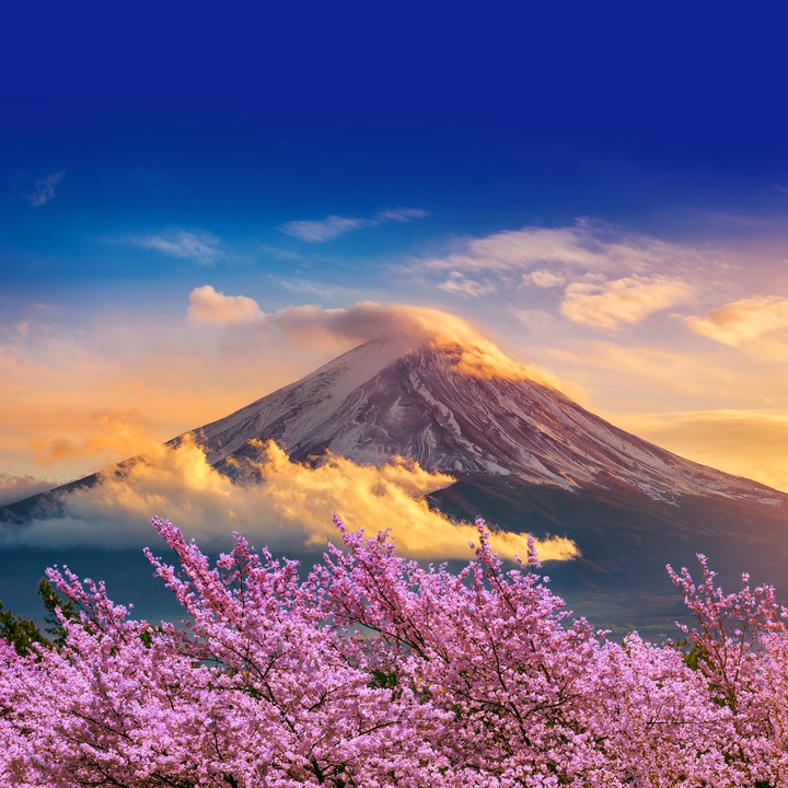 Nature. Cherry blossom. Mountain